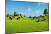 Rural Landscape with a Herd of Cows Grazing on the Green Hills Nearby from the Rustic House. Realis-DMG Vision-Mounted Art Print