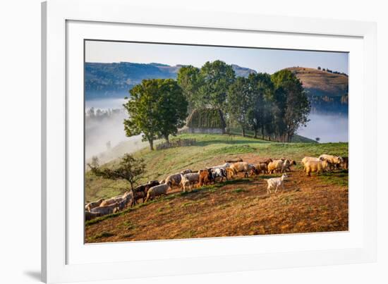 Rural landscape with flock of sheep in Dumesti, Apuseni mountains, Romania, Europe-Nagy Melinda-Framed Photographic Print