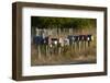 Rural Letterboxes, Otago Peninsula, Dunedin, South Island, New Zealand-David Wall-Framed Photographic Print