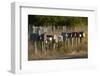 Rural Letterboxes, Otago Peninsula, Dunedin, South Island, New Zealand-David Wall-Framed Photographic Print