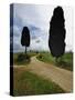 Rural Road between Two Cypress Trees, Tuscany, Italy-Adam Jones-Stretched Canvas