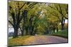 Rural Road in Autumn-Darrell Gulin-Mounted Photographic Print