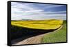 Rural road through field of yellow canola and wheat, Palouse farming region of Eastern Washington S-Adam Jones-Framed Stretched Canvas