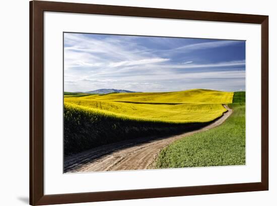 Rural road through field of yellow canola and wheat, Palouse farming region of Eastern Washington S-Adam Jones-Framed Photographic Print