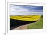 Rural road through field of yellow canola and wheat, Palouse farming region of Eastern Washington S-Adam Jones-Framed Photographic Print