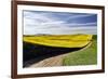 Rural road through field of yellow canola and wheat, Palouse farming region of Eastern Washington S-Adam Jones-Framed Photographic Print