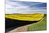 Rural road through field of yellow canola and wheat, Palouse farming region of Eastern Washington S-Adam Jones-Mounted Photographic Print