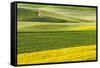 Rural road through field of yellow canola and wheat, Palouse farming region of Eastern Washington S-Adam Jones-Framed Stretched Canvas
