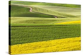 Rural road through field of yellow canola and wheat, Palouse farming region of Eastern Washington S-Adam Jones-Stretched Canvas