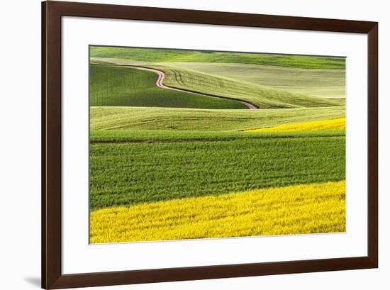 Rural road through field of yellow canola and wheat, Palouse farming region of Eastern Washington S-Adam Jones-Framed Photographic Print