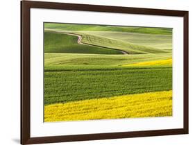 Rural road through field of yellow canola and wheat, Palouse farming region of Eastern Washington S-Adam Jones-Framed Photographic Print