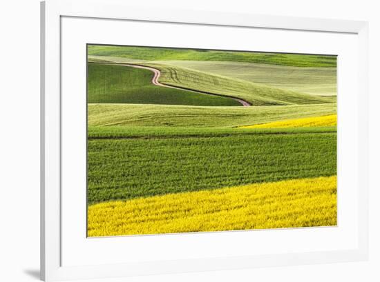 Rural road through field of yellow canola and wheat, Palouse farming region of Eastern Washington S-Adam Jones-Framed Photographic Print