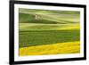 Rural road through field of yellow canola and wheat, Palouse farming region of Eastern Washington S-Adam Jones-Framed Photographic Print