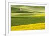 Rural road through field of yellow canola and wheat, Palouse farming region of Eastern Washington S-Adam Jones-Framed Photographic Print