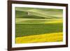 Rural road through field of yellow canola and wheat, Palouse farming region of Eastern Washington S-Adam Jones-Framed Photographic Print