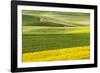 Rural road through field of yellow canola and wheat, Palouse farming region of Eastern Washington S-Adam Jones-Framed Photographic Print