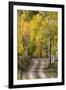 Rural road through golden aspen trees in fall, Sneffels Wilderness Area, Colorado-Adam Jones-Framed Premium Photographic Print