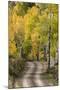 Rural road through golden aspen trees in fall, Sneffels Wilderness Area, Colorado-Adam Jones-Mounted Premium Photographic Print