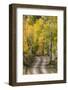 Rural road through golden aspen trees in fall, Sneffels Wilderness Area, Colorado-Adam Jones-Framed Photographic Print