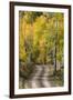 Rural road through golden aspen trees in fall, Sneffels Wilderness Area, Colorado-Adam Jones-Framed Photographic Print