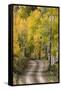 Rural road through golden aspen trees in fall, Sneffels Wilderness Area, Colorado-Adam Jones-Framed Stretched Canvas