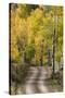 Rural road through golden aspen trees in fall, Sneffels Wilderness Area, Colorado-Adam Jones-Stretched Canvas