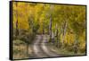 Rural road through golden aspen trees in fall, Sneffels Wilderness Area, Colorado-Adam Jones-Framed Stretched Canvas