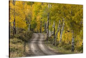 Rural road through golden aspen trees in fall, Sneffels Wilderness Area, Colorado-Adam Jones-Stretched Canvas