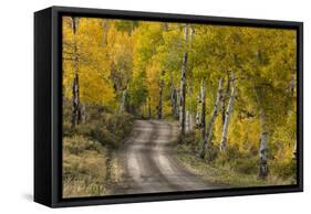 Rural road through golden aspen trees in fall, Sneffels Wilderness Area, Colorado-Adam Jones-Framed Stretched Canvas