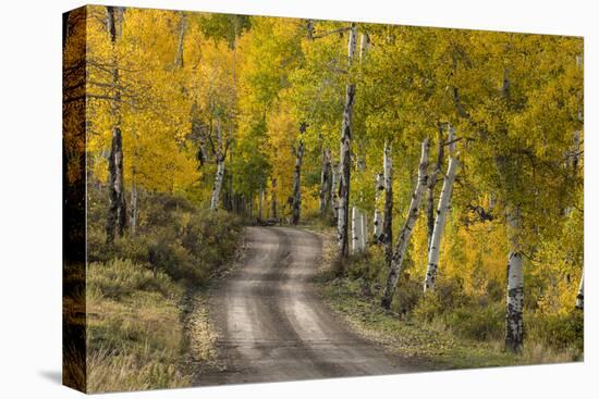 Rural road through golden aspen trees in fall, Sneffels Wilderness Area, Colorado-Adam Jones-Stretched Canvas
