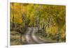 Rural road through golden aspen trees in fall, Sneffels Wilderness Area, Colorado-Adam Jones-Framed Photographic Print