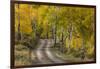 Rural road through golden aspen trees in fall, Sneffels Wilderness Area, Colorado-Adam Jones-Framed Photographic Print