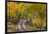 Rural road through golden aspen trees in fall, Sneffels Wilderness Area, Colorado-Adam Jones-Framed Photographic Print