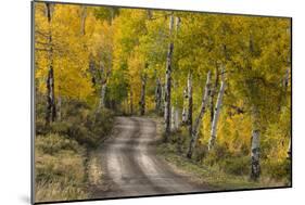 Rural road through golden aspen trees in fall, Sneffels Wilderness Area, Colorado-Adam Jones-Mounted Photographic Print