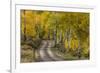 Rural road through golden aspen trees in fall, Sneffels Wilderness Area, Colorado-Adam Jones-Framed Premium Photographic Print