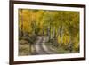 Rural road through golden aspen trees in fall, Sneffels Wilderness Area, Colorado-Adam Jones-Framed Premium Photographic Print