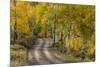 Rural road through golden aspen trees in fall, Sneffels Wilderness Area, Colorado-Adam Jones-Mounted Premium Photographic Print