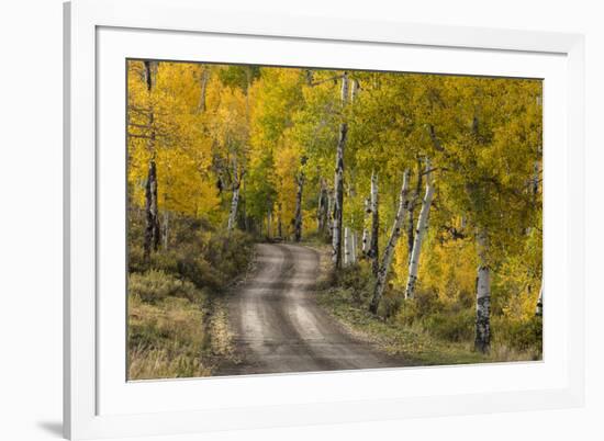 Rural road through golden aspen trees in fall, Sneffels Wilderness Area, Colorado-Adam Jones-Framed Photographic Print