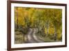 Rural road through golden aspen trees in fall, Sneffels Wilderness Area, Colorado-Adam Jones-Framed Photographic Print