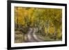 Rural road through golden aspen trees in fall, Sneffels Wilderness Area, Colorado-Adam Jones-Framed Photographic Print