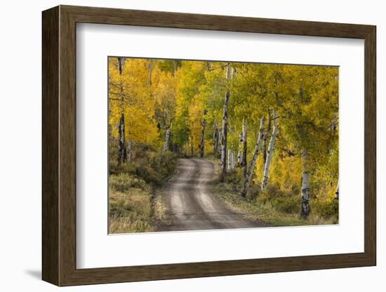 Rural road through golden aspen trees in fall, Sneffels Wilderness Area, Colorado-Adam Jones-Framed Photographic Print