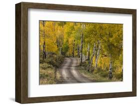 Rural road through golden aspen trees in fall, Sneffels Wilderness Area, Colorado-Adam Jones-Framed Photographic Print