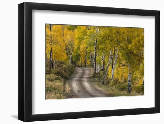 Rural road through golden aspen trees in fall, Sneffels Wilderness Area, Colorado-Adam Jones-Framed Photographic Print