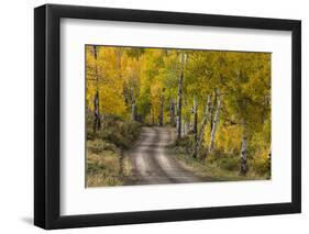 Rural road through golden aspen trees in fall, Sneffels Wilderness Area, Colorado-Adam Jones-Framed Photographic Print