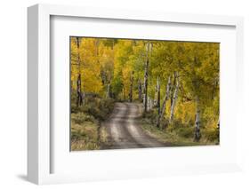 Rural road through golden aspen trees in fall, Sneffels Wilderness Area, Colorado-Adam Jones-Framed Photographic Print