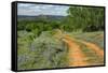 Rural road through Texas bluebonnets, Texas hill country.-Adam Jones-Framed Stretched Canvas