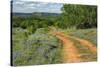 Rural road through Texas bluebonnets, Texas hill country.-Adam Jones-Stretched Canvas