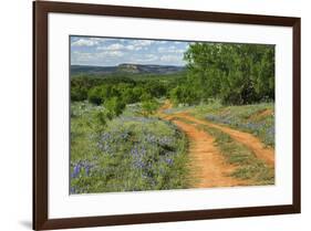 Rural road through Texas bluebonnets, Texas hill country.-Adam Jones-Framed Photographic Print