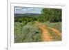 Rural road through Texas bluebonnets, Texas hill country.-Adam Jones-Framed Photographic Print