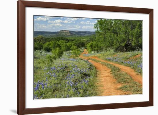 Rural road through Texas bluebonnets, Texas hill country.-Adam Jones-Framed Photographic Print